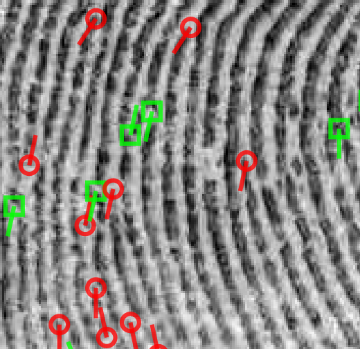 photo of fingerprint with features marked