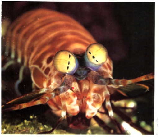 photo of mantis shrimp