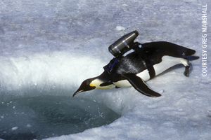 photo of penguin wearing 
   CritterCam.